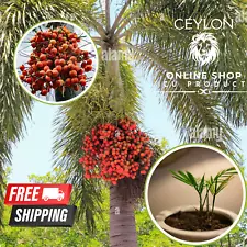 Foxtail Palm Tree Wodyetia bifurcata live seeds tropical ornamental plant ceylon