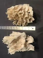 Pair of Delicate Corals