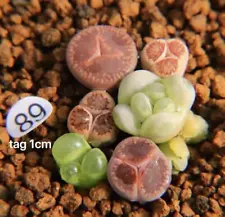 6CS Sale 1cm 3 leaf Succulent Live Plant Lithops Kikusiyo Giyoku KO Aucampiae