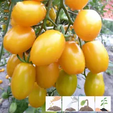 100Pcs Yellow Pear Cherry Tomato Seeds plants garden