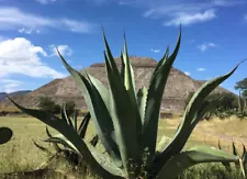 Agave Salmiana Pulquero 30 seeds Jalisco Mexico