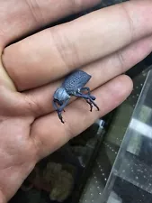 3 Blue Death Feigning Beetles