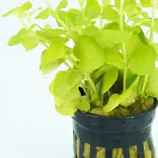 creeping jenny plants for sale