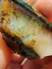 Large Virgin Valley Opal Nevada Opal Wood Replacement Limb Cast