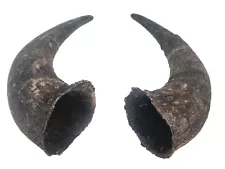 american bison horns for sale