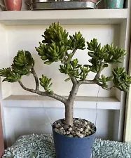 Jade Bonsai Tree - Crassula ovata 'Hobbit' 15” Ship With Bare Rooted