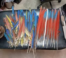 macaw parrot feathers