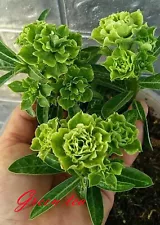 NEW! Adenium Obesum Desert Rose "Greentea " 150 seeds very fresh&viable