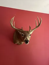 9 point Whitetail deer taxidermy shoulder mount Beautiful Workmanship