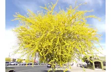 palo verde tree for sale