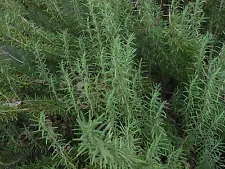 FRESH 100% Organic ROSEMARY Sprigs * Cut to Order * HERB *