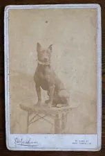 Cabinet Photo of Staffs Bull Terrier? DOG by Debenham West Cowes Isle of Wight