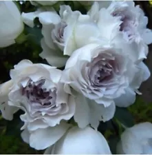 japanese rose plants for sale