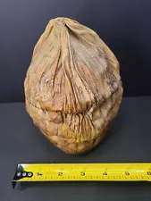 Natural Dried Out / Shriveled Coconut Husk Palm Tree Pod - Unique House Decor