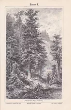 Spruce Noble Spruce Abies Beautiful Woodcut from 1897 Cone Botany