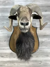 Corsican Ram Shoulder Mount