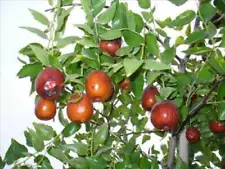 1 Super RARE Jujube (Ziziphus jujuba) Fresh Plant Organic