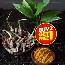 25+ Sprouted turmeric live rhizomes Ready To Plant Fresh curcuma Longa Roots