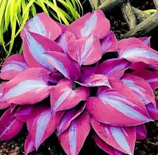 150Pcs Hosta Perennial Flower Seeds Home Garden Plants Multi Color Rainbow NEW