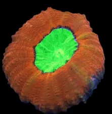 Toxic Slime Lobophyllia Open Brain Coral LIVE WYSIWYG #217