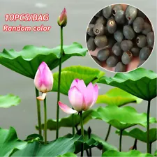 30PCS Lotus Seeds Water Lily Seeds Hydroponic Plants Potted Plants Blooming