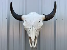 BUFFALO BULL SKULL 24 1/2” INCH WIDE HORN AMERICAN BISON MOUNTED HEAD TATONKA