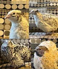 75 + Jumbo Coturnix Quail Fertile Hatching Eggs: Pearl, Texas A&M XXL White...