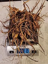 8 Ounces Fresh Wild American Ginseng Roots Lot #1