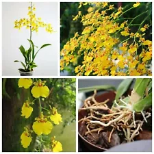 Orchid dancing yellow 3 Rooted Cutting Oncidium Lady Mad Tropical plants