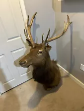 Large Elk Head Wall Mount 9 Point Taxidermy