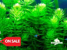 BUY2GET1FREE x6 Hornwort Coontail SNAIL FREE Live Fish Tank Plants Aquarium Pla