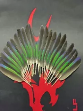 parrot feathers(macaw)