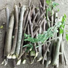 Organic Moringa Tree - 2 Cutting Oleifera Live Plant Food Forest Permaculture