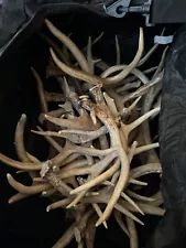 huge whitetail deer antlers for sale