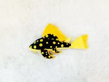 golden nugget pleco for sale