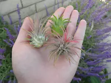 live air plants for sale