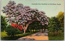 1940's Jacaranda Tree (Acutifolia) in Full Bloom Florida FL Posted Postcard