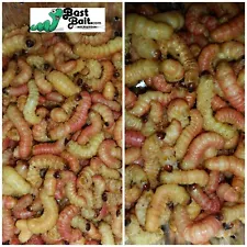 Butterworms, Butter Worms, Live Bait Pet Feeders Free Shipping