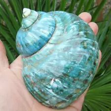 Green Turbo Natural Rare Real Sea Shell Conch Aquarium Home Decor 20244