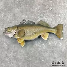 #27626 WC | 31" Walleye Taxidermy Fish Mount For Sale