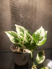 LIVE Pearls and Jade Pothos, Variegated house plant, trailing plant in 3" pot