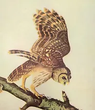 John James Audubon Birds BARRED OWL Vintage Art Book Plate Print 188