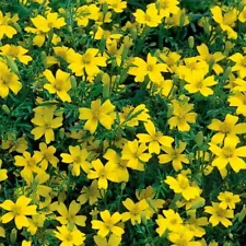 Mexican Marigolds seeds, 500 Mexican Marigolds LULU, organic seeds SW1076