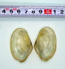 Endemic Bivalvia from Lake Prespa in Albania. Freshwater Shell Mussel