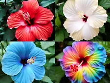 100+ Seeds- Mix Colour Hibiscus Exotic Flower Seeds For Home Garden - Grow YEAR