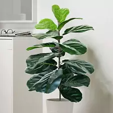 Artificial Fiddle Leaf Fig Tree Twig Faux Ficus Lyrata Plants Greenery for Ho...