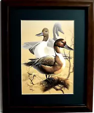 PINTAIL DUCK PICTURE WATERFOWL DUCK HUNTING MATTED FRAMED 11X14