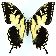 SPLENDID AB FLETCHERI Papilio glaucus MALE FROM UNITED STATES