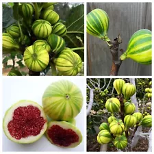 Tiger Panache Fig Seeds - Extra Rare - Unique Striped Fig Tree Variety