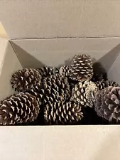 Pine Cones 25 Total A Variety Of Different Sizes ￼